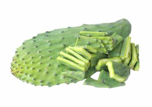 Cactus Figuier de Barbarie